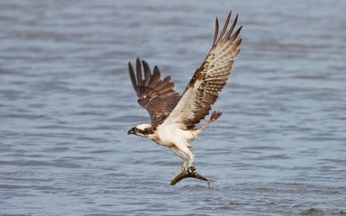 Osprey catching fish 