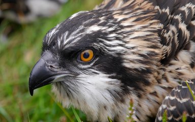 close up of osprey chick