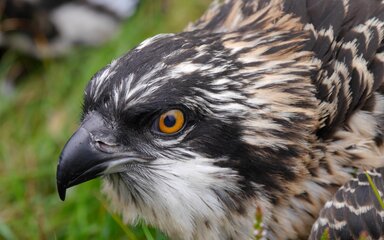 close up of osprey chick