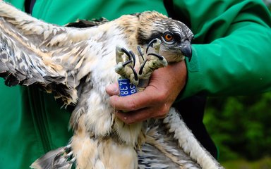 Osprey juvenile with identification ring showing by talons