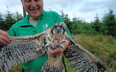 Staff member holding osprey chick during leg ring fitting