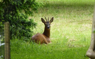 Deer sat down next to a tree on the grass looking at the camera