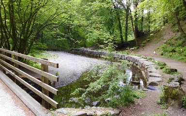 Grizedale Forest Millwood trail short loop