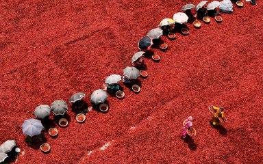 View from above of red pepper pickers