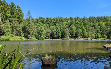 Lakeside view at Mallards Pike