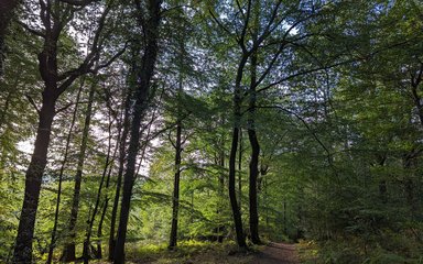 Walking trail through a broadleaf woodland