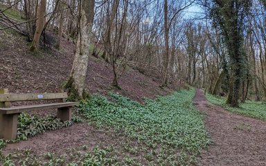 A bench next to a footpath in a winter forest