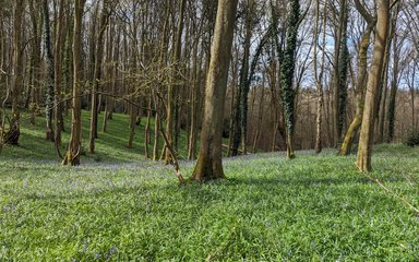 Bluebells in a forest