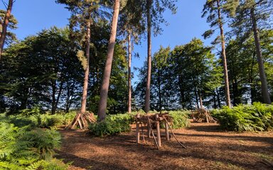 Den Building areas in the Pine Needle Glade at Cannock Chase Forest
