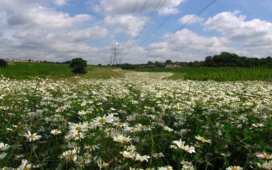 Pages Wood field of flowers