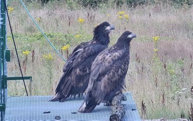 Pair of white-tailed eagles