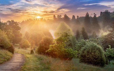 Sunrise over Bedgebury National Pinetum 
