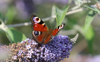 Peacock butterfly on buddleja at Bedgebury National Pinetum