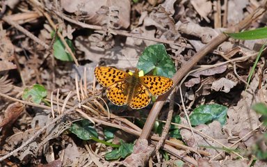 Butterfly on the forest floor