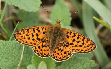 Pearl-bordered fritillary