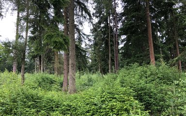 Green shrubbery surrounding tall conifer trees