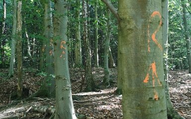 A line of trees in a woodland with the letter R and an arrow marked in orange paint