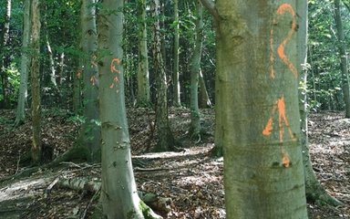 A line of trees in a woodland with the letter R and an arrow marked in orange paint