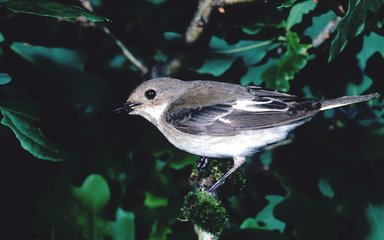 Pied-Flycatcher in tree