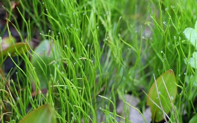 Pillwort - thin, grass-like leaves covered in dew