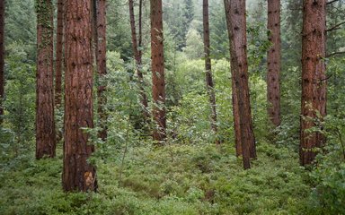 Pine tree forest