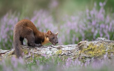 Pine Marten