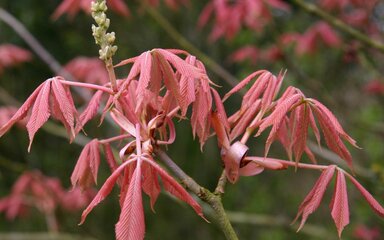 Pink drooping leaves surround yellow blossom tall spike flower