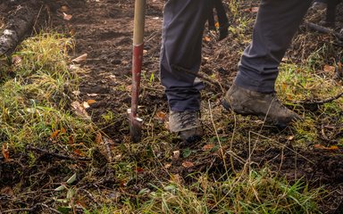 Forestry England staff planting trees