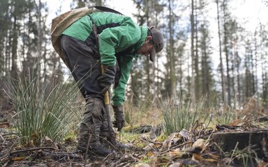 Man planting a tree whip into ground