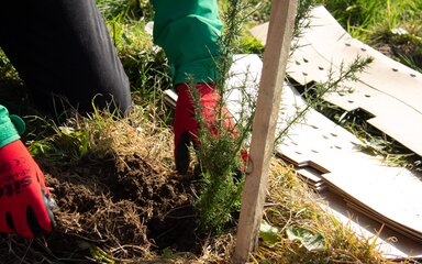 Close-up of gloves hands planting a young tree in soil.