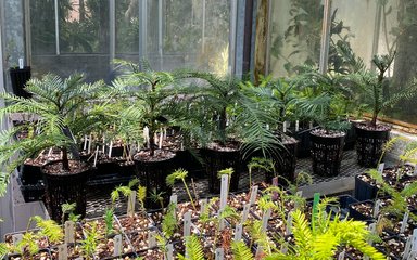A shelf of young potted Wollemi pine trees shown in a glass house. Other seedlings are also in view.