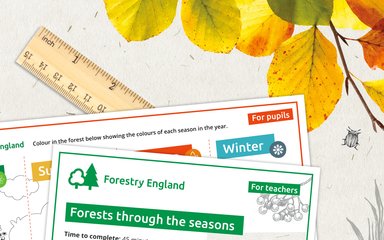 Graphic design banner showing leaves of different colours, a ruler and example worksheets