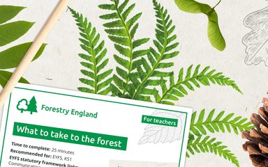 Graphic artwork banner showing pine cone, different leaves, a pencil and example worksheet