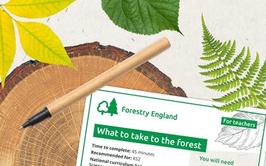 Graphic artwork banner showing different leaves, a log slice and example worksheets