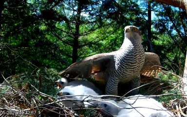 Goshawks