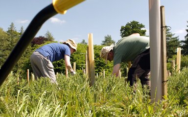 Two people in hats are weeding around tree tubes surrounded by thistles on a sunny day
