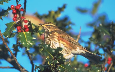 Redwing (Turdus iliacus)