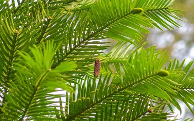 Rare Walomi Pine
