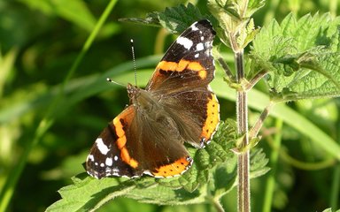 Red admiral butterfly with open wings