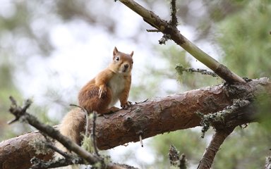 Red squirrel on a branch