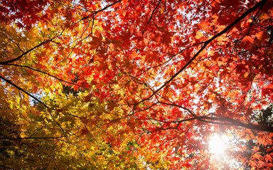 Autumn coloured canopy from below