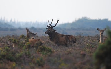 Red stag with hinds