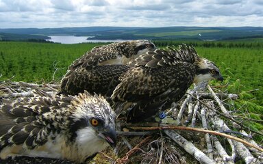 Ospreys in their nest - image from Forestry England webcam