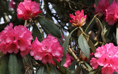 Pink flower clusters against dark green background of leaves