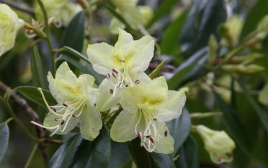 pale yellow flowers with green leaves behind