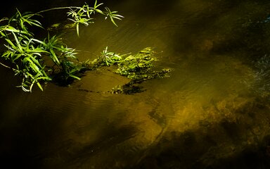 Plants hanging across gently lit river surface