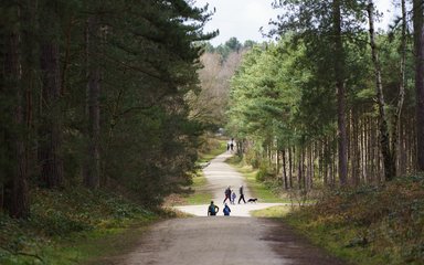 People walking through the forest on a wide path with a dog