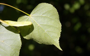 A heart shaped leaf shines out amongst darker background foliage