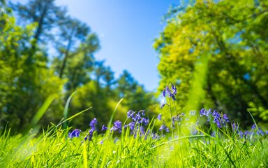 Bluebells in long grass with large trees and blue sky in background