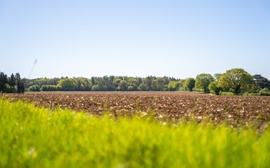 Long grass in foreground, followed by arable field, and established woodland in background